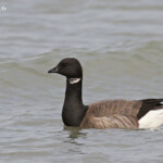 Bernache cravant, Ile d'Oléron