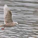 Goéland à ailes blanches, port de la Cotinière, Ile d'Oléron
