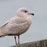 Goéland à ailes blanches, port de la Cotinière, Ile d'Oléron