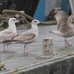 Goéland à ailes blanches et Goélands argentés, port de la Cotinière, Ile d'Oléron