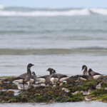 Bernaches cravants et Bécasseaux sanderlings, Ile d'Oléron