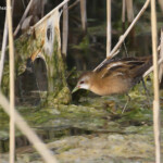 Marouette poussin femelle, la Bascule