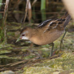 Marouette poussin femelle, la Bascule