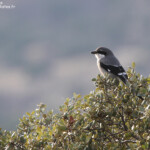 Pie-grièche méridionale, Andujar, Espagne