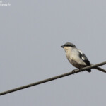 Pie-grièche méridionale ssp. algeriensis, Maroc
