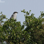 Pie-grièche méridionale ssp. algeriensis, Maroc