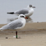 Mouette mélanocéphale, Arcachon