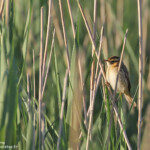 Phragmite aquatique, Les prés de la ville, Canet-en-Roussillon