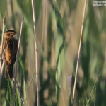 Phragmite aquatique, Les prés de la ville, Canet-en-Roussillon