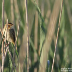 Phragmite aquatique, Les prés de la ville, Canet-en-Roussillon