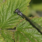 Agrion jouvencelle, Étang des Barthes (Haute-Loire)