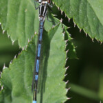 Agrion jouvencelle, Étang des Barthes (Haute-Loire)