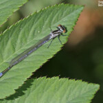 Agrion jouvencelle, Étang des Barthes (Haute-Loire)