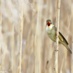 Rousserolle verderolle dans les phragmitaies autour de Lus-la-croix-haute