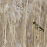 Rousserolle verderolle dans les phragmitaies autour de Lus-la-croix-haute