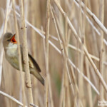 Rousserolle verderolle dans les phragmitaies autour de Lus-la-croix-haute