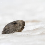 Marmotte des Alpes au col du Charnier