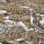 Niverolle alpine au col du Charnier