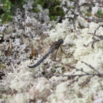 Aeschne azurée, Marais de Fokstua