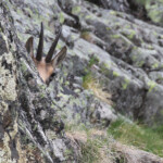 Chamois sous le refuge de la Bellachat