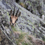 Chamois sous le refuge de la Bellachat