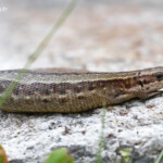 Lézard vivipare sous le refuge de Bellachat