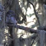 Chevêchette d'Europe, montagne de Loriaz