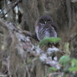 Chevêchette d'Europe, montagne de Loriaz