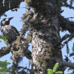 Cassenoix moucheté, Saix blancs
