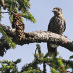 Cassenoix moucheté, Saix blancs