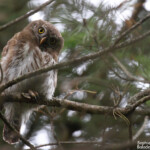 Chevêchette d'Europe, Pojedynacki Tryb