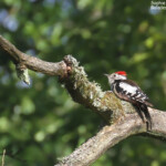 Pic mar dans la forêt humide près de Budy