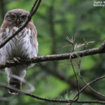 Chevêchette d'Europe, Pojedynacki Tryb