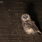 Jeune chouette hulotte sur la piste entre Narewka et Bialowieza