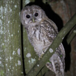 Jeune chouette hulotte sur la piste entre Narewka et Bialowieza