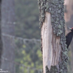 Pic noir dans la forêt humide près de Budy