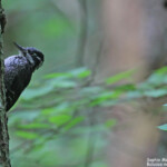 Pic tridactyle, Wilczy tryb, Bialowieza
