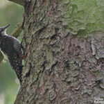 Pic tridactyle, Wilczy tryb, Bialowieza