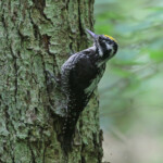 Pic tridactyle, Wilczy tryb, Bialowieza