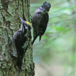 Mâle et jeune pic tridactyle, Wilczy tryb, Bialowieza