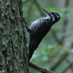 Pic tridactyle, Wilczy tryb, Bialowieza