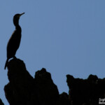 Cormoran huppé, Réserve de Scandola