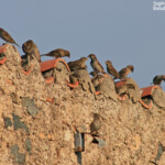 Moineaux cisalpins