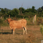 Vallée d'Ostriconi