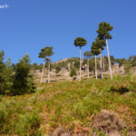Vallée de l'Asco