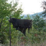 Peau de sanglier sur la route de Belgodère