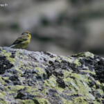 Venturon corse près du lac Mélu