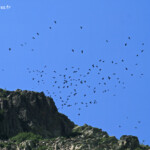 Chocards au-dessus du lac Mélu