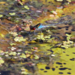 Naïade aux yeux rouges, Lac de Topilo Svg+xml,%3Csvg%20xmlns%3D%22http%3A%2F%2Fwww.w3