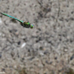 Chlorocordulie métallique, Lac de Topilo